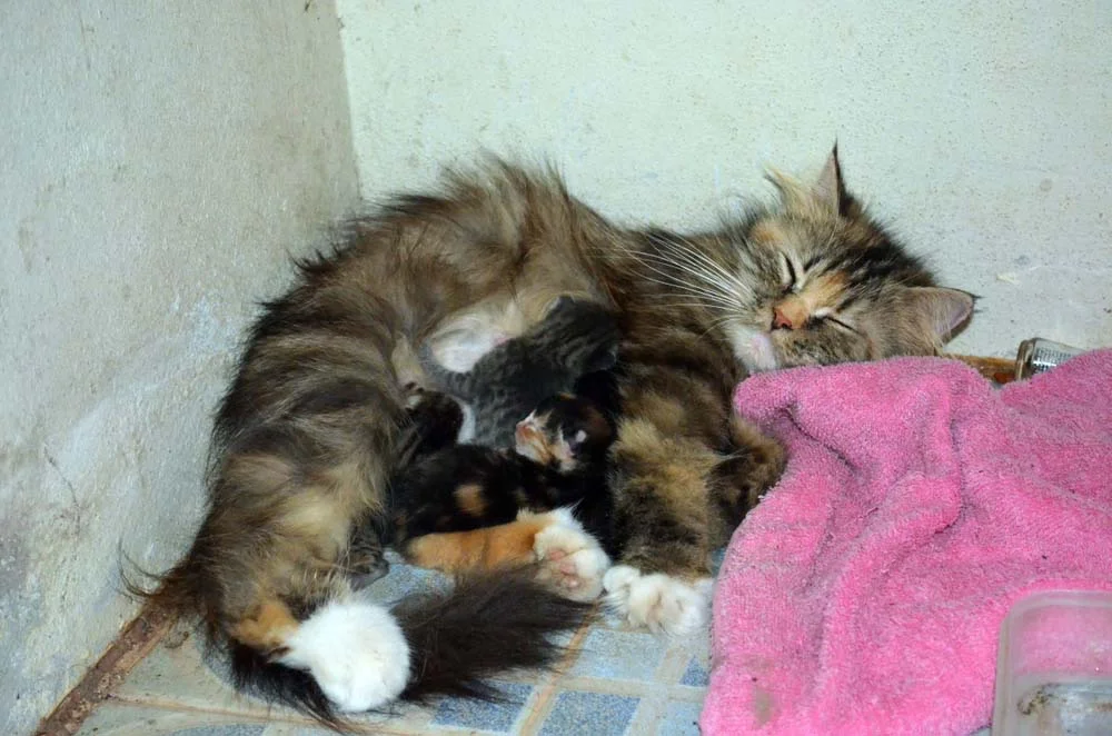 Gestação do gato: é importante que os filhotes tomem o primeiro leite, pois nele há o colostro.