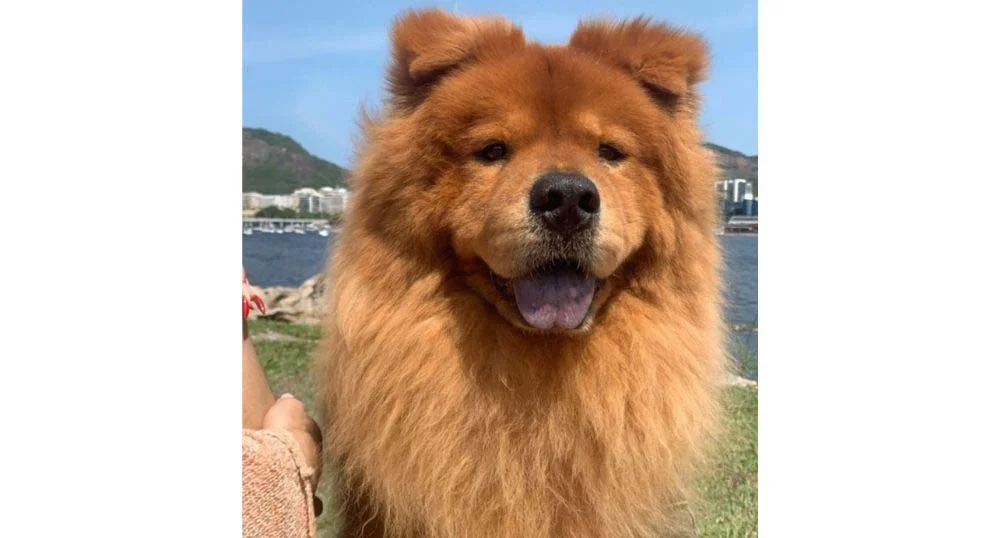 O Aslan é um cachorro Chow Chow muito tranquilo e independente!