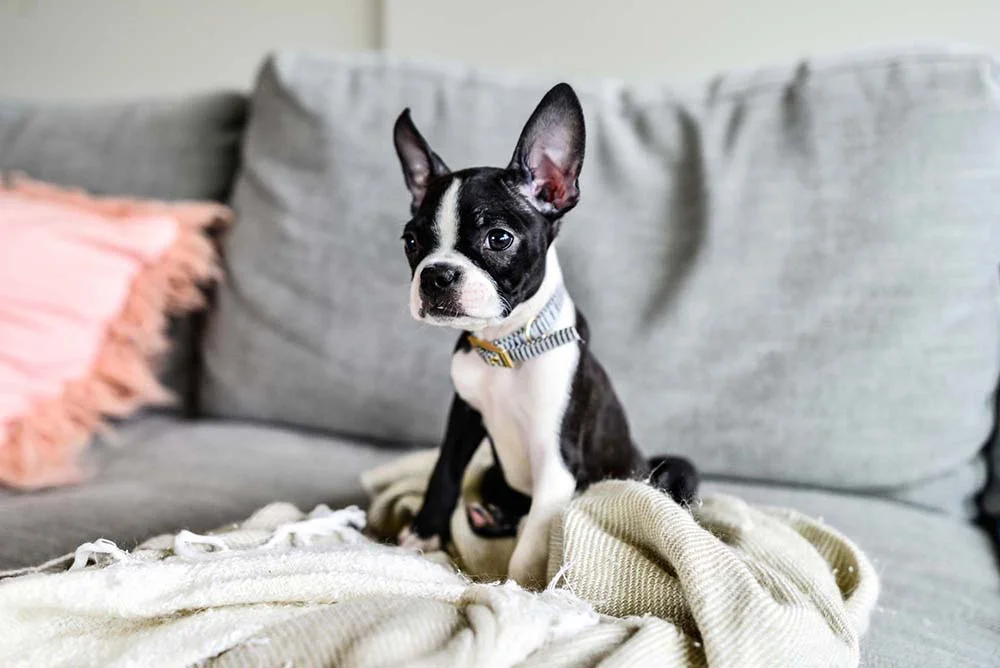 Um dos cães para apartamento mais populares é o Boston Terrier