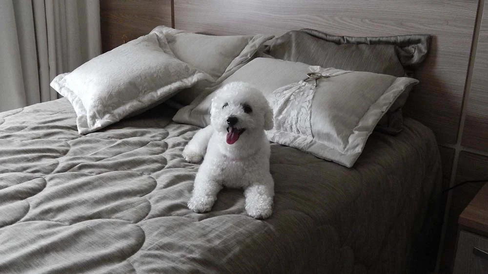 Cachorro em apartamento: o Bichon Frisé é ativo, mas tem hora pra descansar