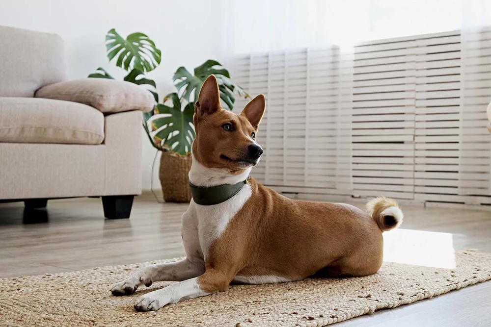 Cachorro de apartamento: o Basenji precisa gastar energia no dia a dia