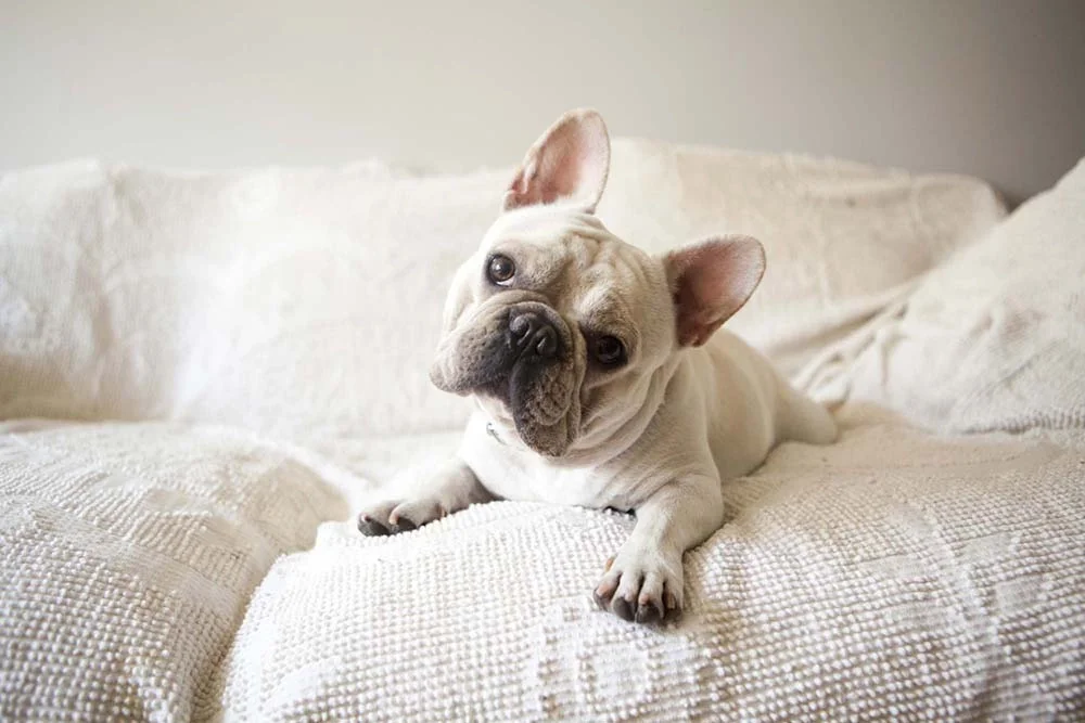 Para ter um cachorro para apartamento pequeno, Bulldog Francês é um grande amigo!