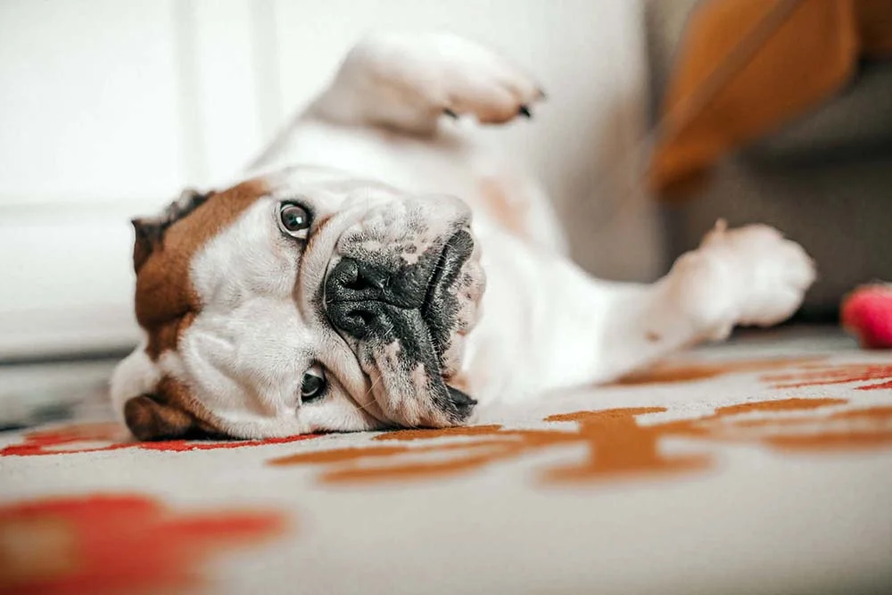 O Bulldog Inglês é um dos melhores cachorros para apartamento!