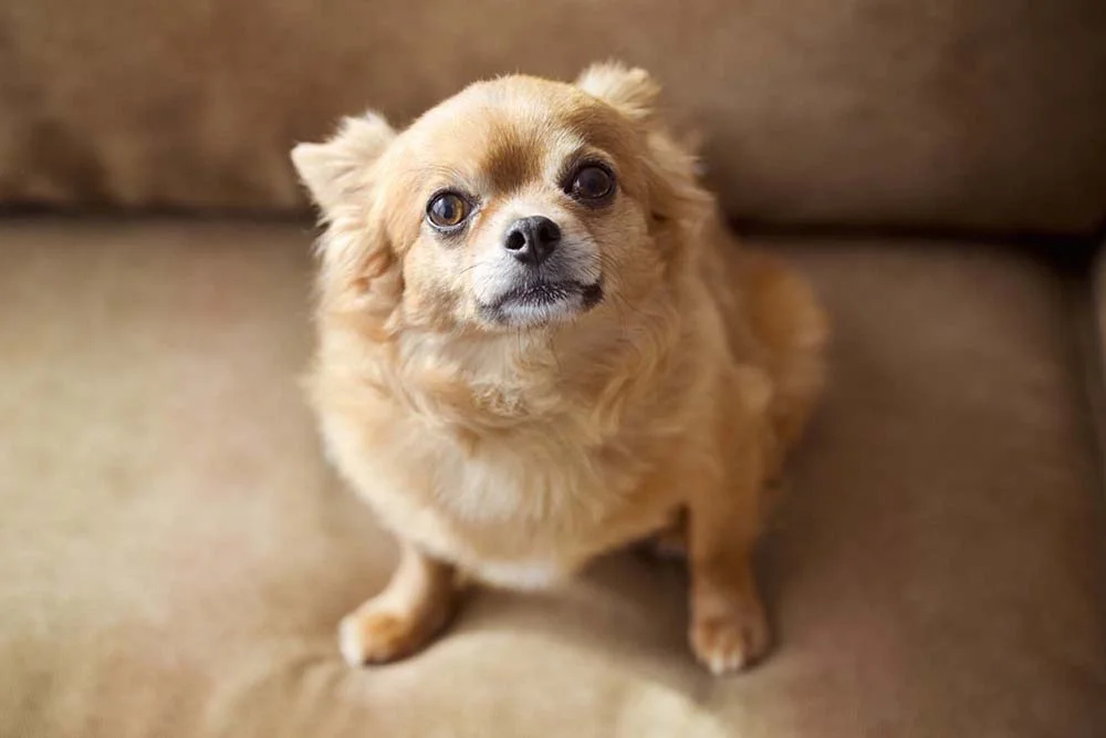 Cachorros pequenos para apartamento: o Chihuahua é ótima opção