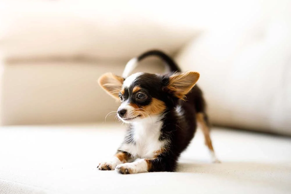 Coragem é a palavra que define o Chihuahua