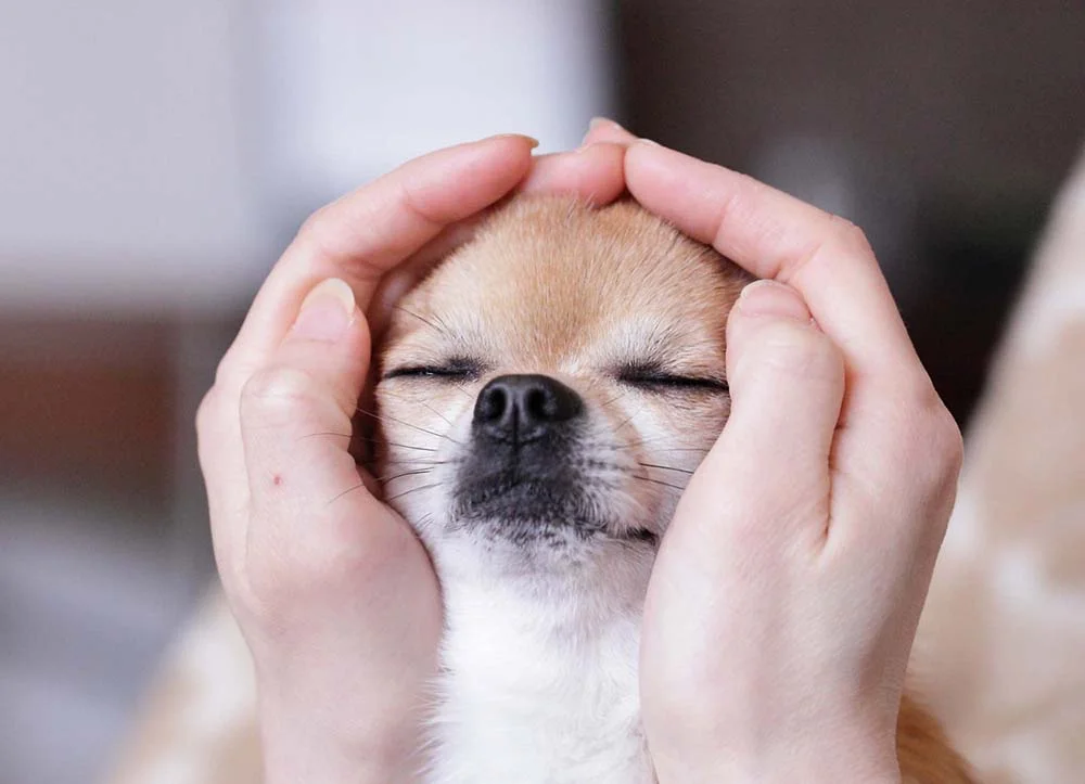 Cachorro para apartamento: protetor, o Chihuahua ama os donos