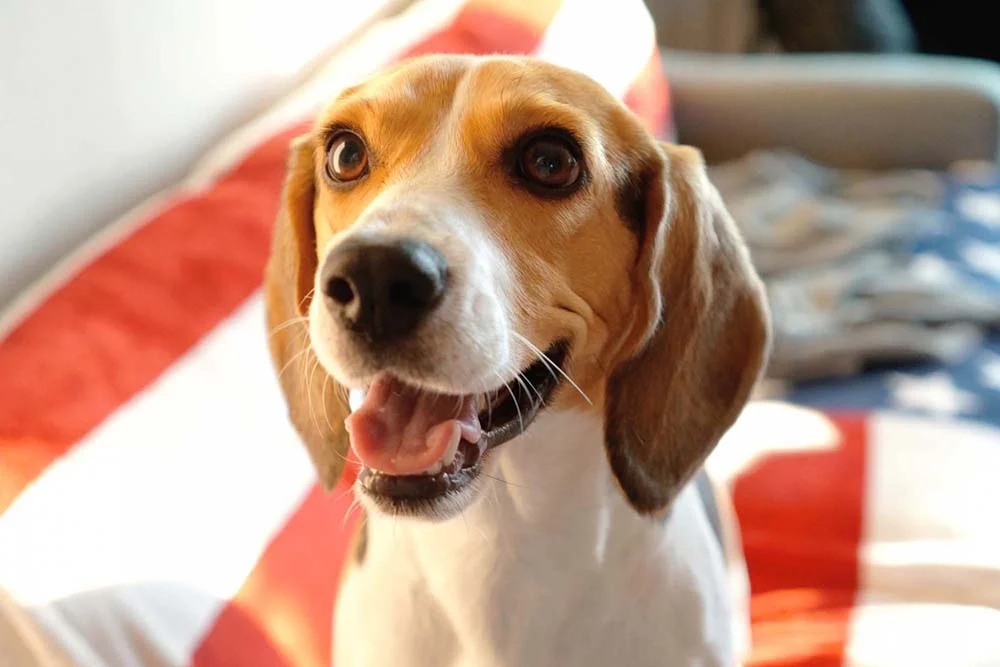 O Beagle tem um temperamento extrovertido e brincalhão