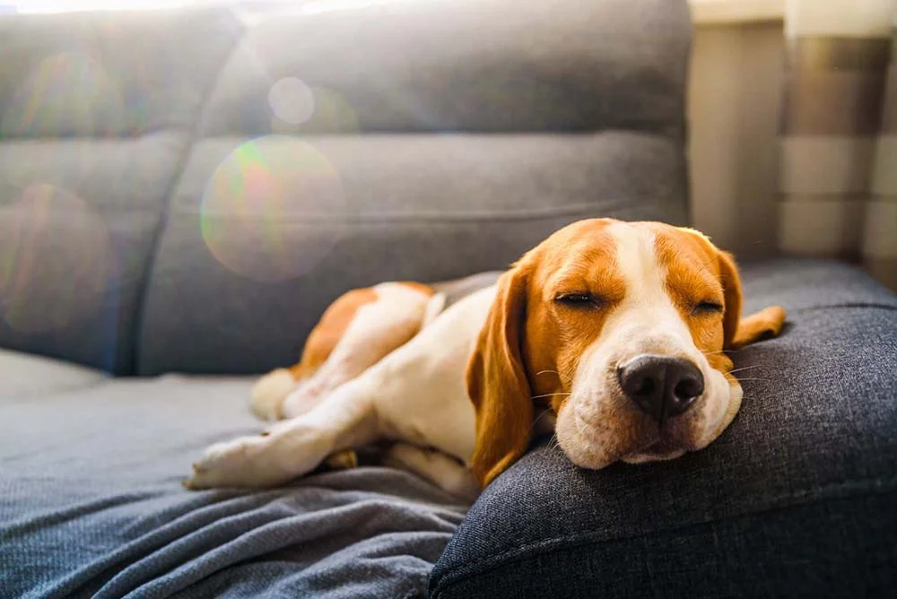 Para ter cachorro em apartamento da raça Beagle, é bom gastar a energia do pet