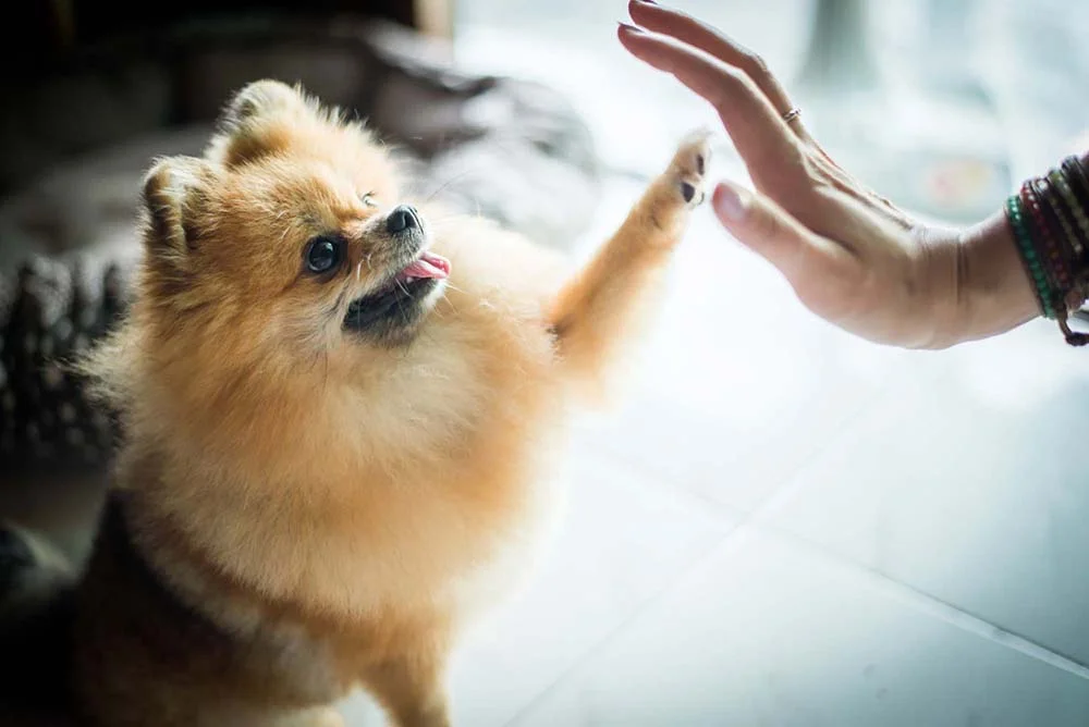 Cachorro para apartamento: Lulu da Pomerânia é ótimo amigo