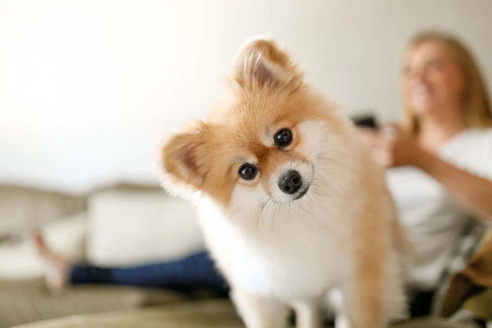 Cachorro pequeno: porte para apartamento ideal é o do Lulu da Pomerânia