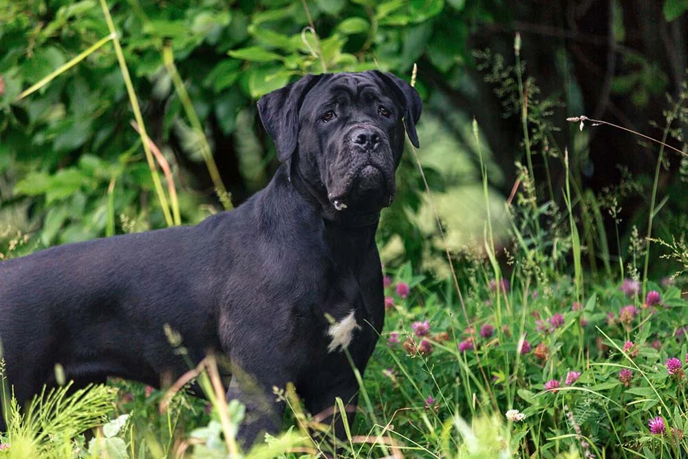 Thor é um nome de cachorro preto e grande que faz jus ao seu tamanho