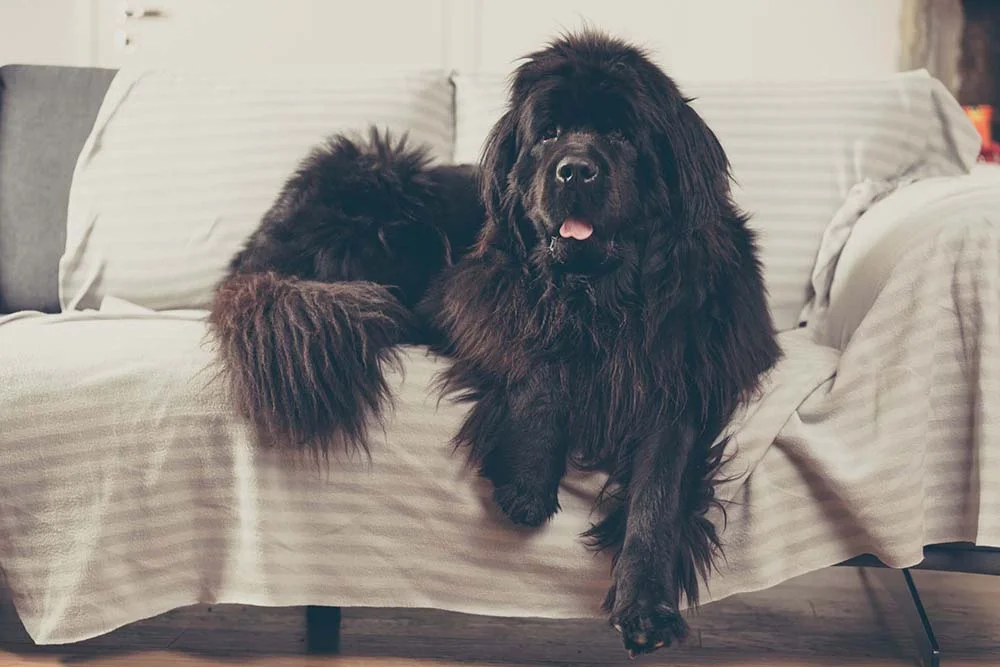 Os cães pretos e peludos também podem se chamar Bóris