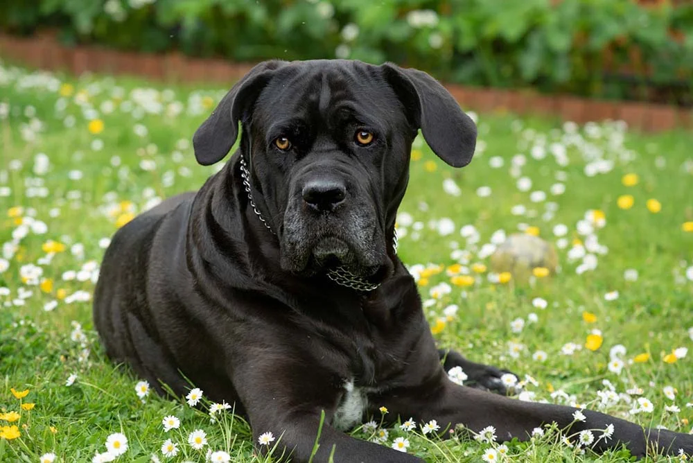 Apollo é um nome para cachorro preto de personalidade séria