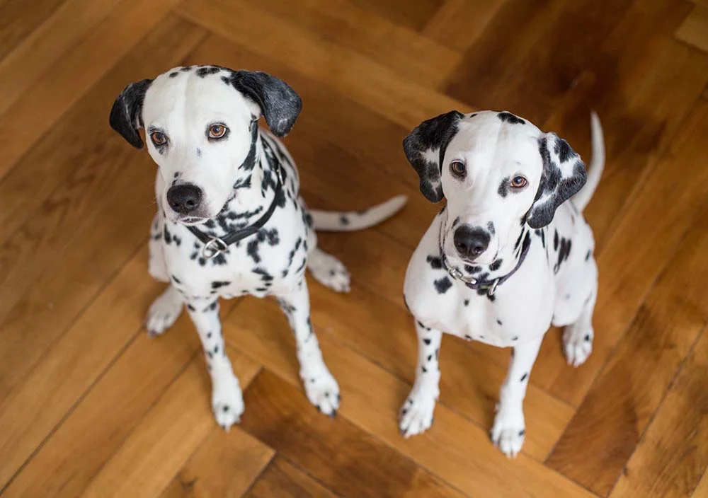 Os Dálmatas podem receber Pongo como o nome de cachorro preto e branco