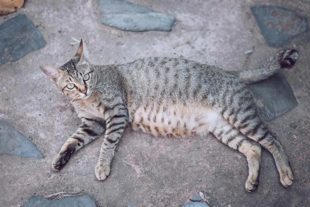 Tempo de gestação de gato: as gatinhas ficam grávidas por dois meses!