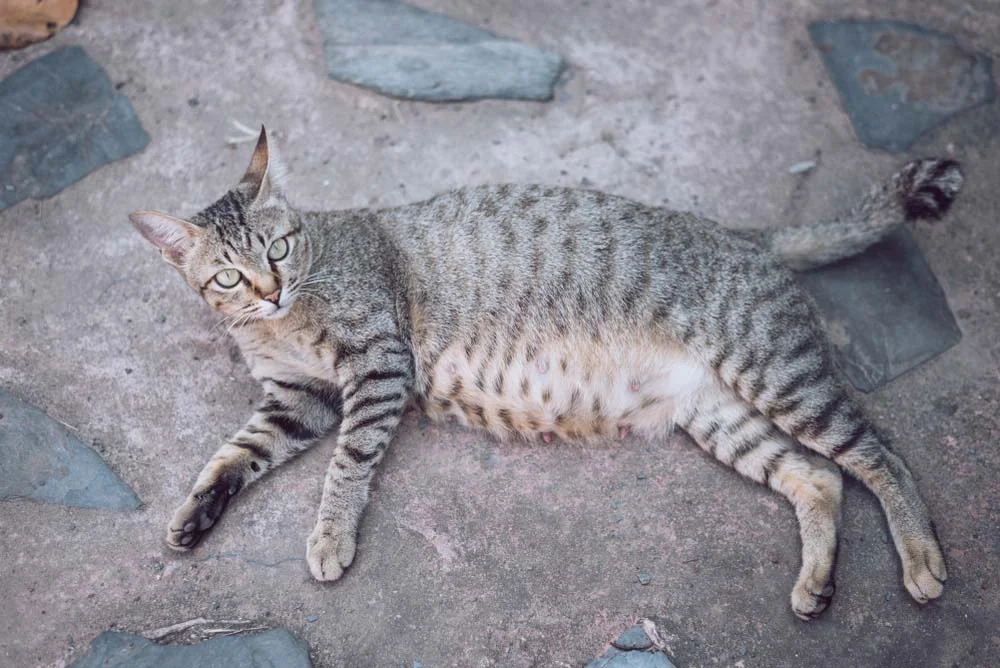 Gestação de gato o guia definitivo sobre a descoberta, as fases da gravidez e os cuidados no parto Gestação de gato o guia definitivo sobre a descoberta, as fases da gravidez e os cuidados no parto