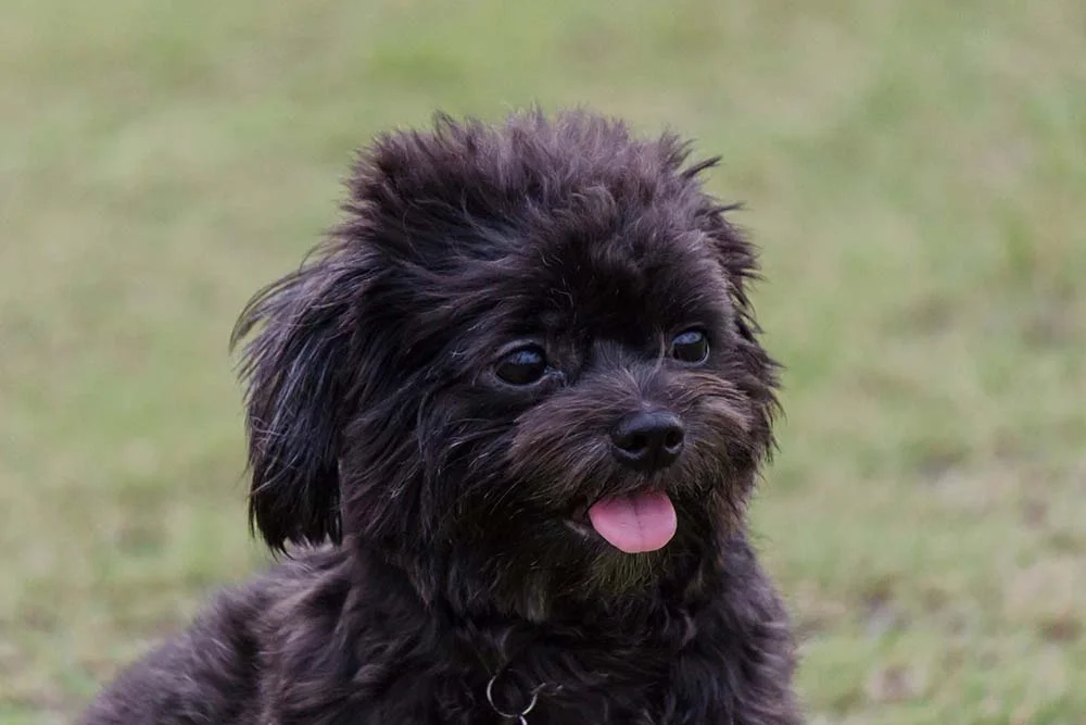 Outro nome para Poodle pequeno e preto é Toquinho