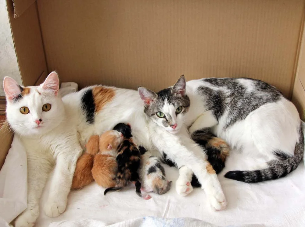 Gestação de gato: as novas mamães logo assumem um instinto protetor! Não se mexe em filhote de gato, ok?!