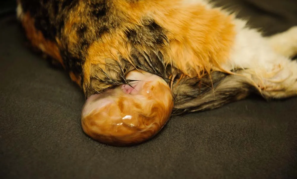Gestação de gato: os filhotes nascem dentro da bolsa amniótica, que a futura mamãe vai comer