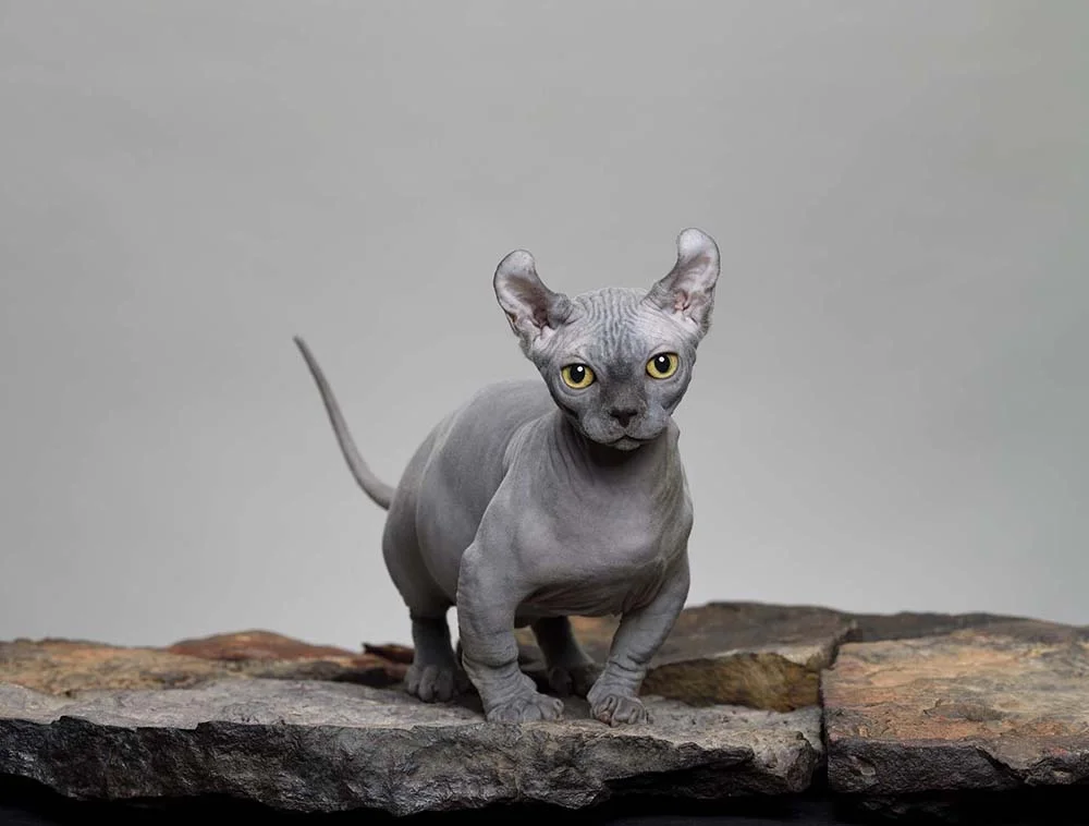 Gato Dwelf é uma raça de gato sem pelos e orelhas curtas e dobradas