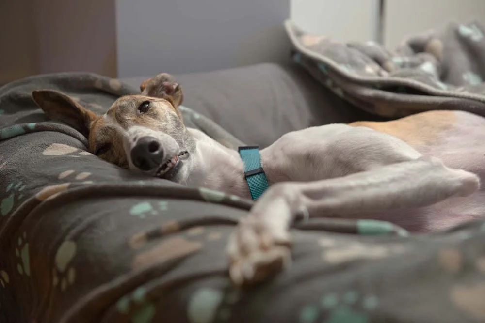 Animais preguiçosos: conhecido pela agilidade, o Greyhound gosta mesmo é de uma soneca