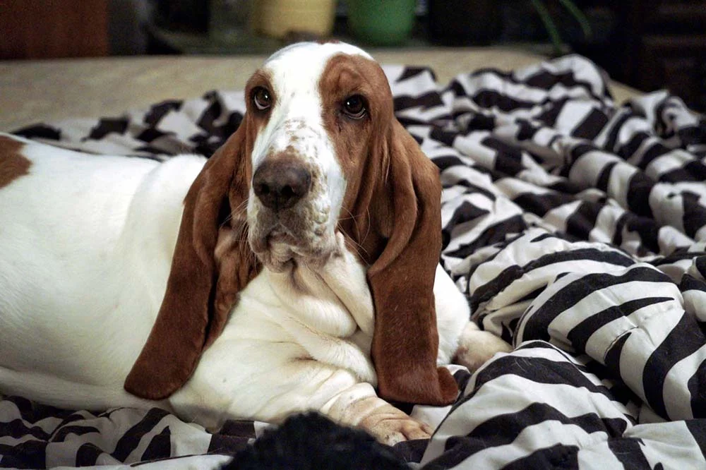 Animais preguiçosos: o que o Basset Hound gosta mesmo é de relaxar