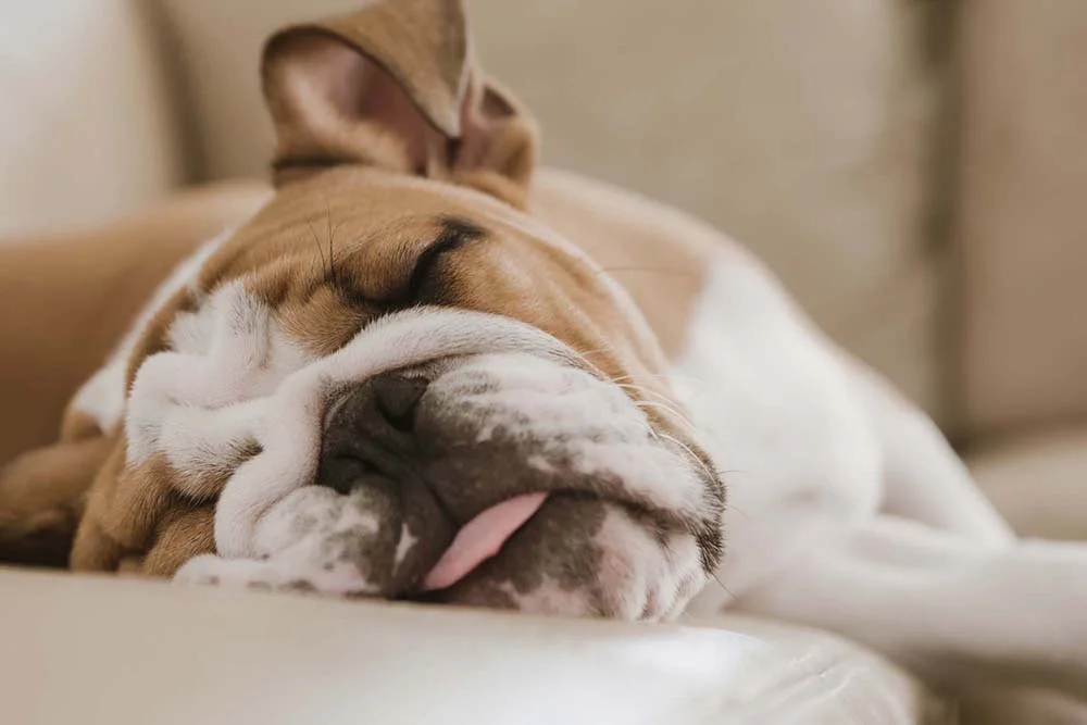 Para a raça Bulldog Inglês, dormir é o melhor passatempo