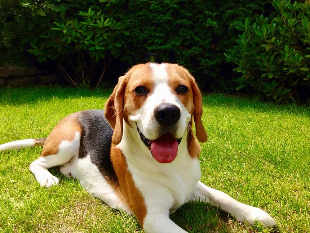 Cachorro independente: com os estímulos certos, o Beagle não sofre se ficar sozinho em casa