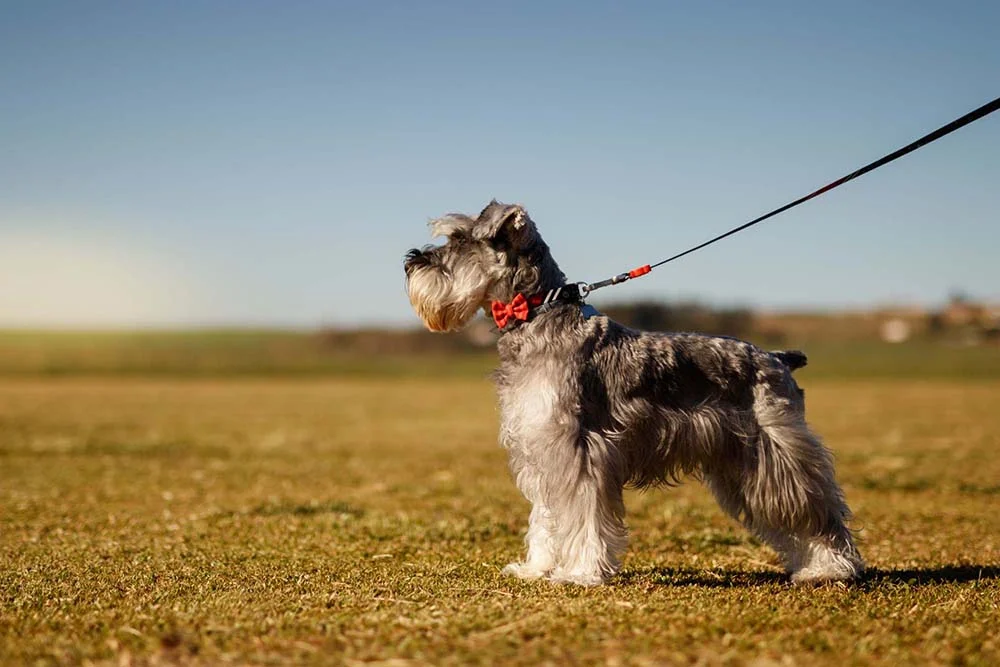 O cachorro da raça Schnauzer precisa passear e gosta de espaços ao ar livre