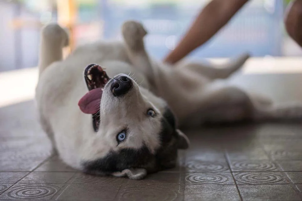 Além de um cachorro independente, o Husky Siberiano é muito sociável