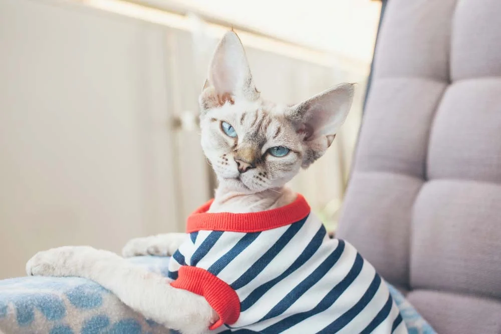 Roupa para gato: a camiseta é uma peça versátil e leve