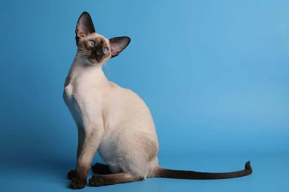 Características do gato Siamês: calda e patas mais escuras que o corpo.