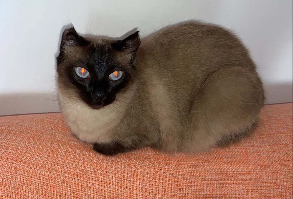 Foto de gato Siamês com flash deixa seus olhos vermelhos: veja a Sialata Mimi, do Murilo Rocha