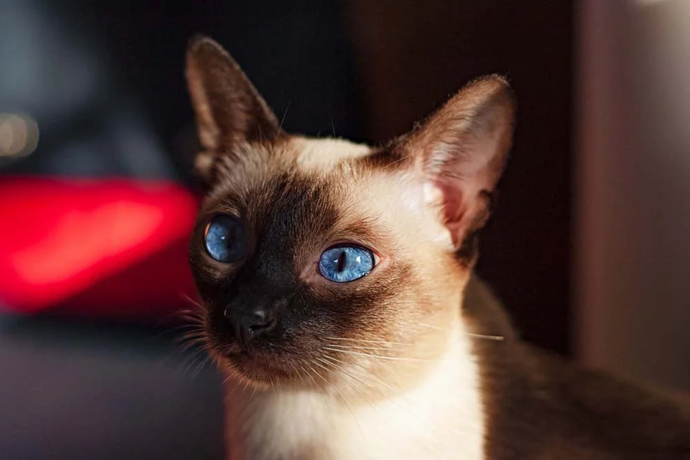 Os Sialatas herdaram os olhos azuis do Gato Siamês