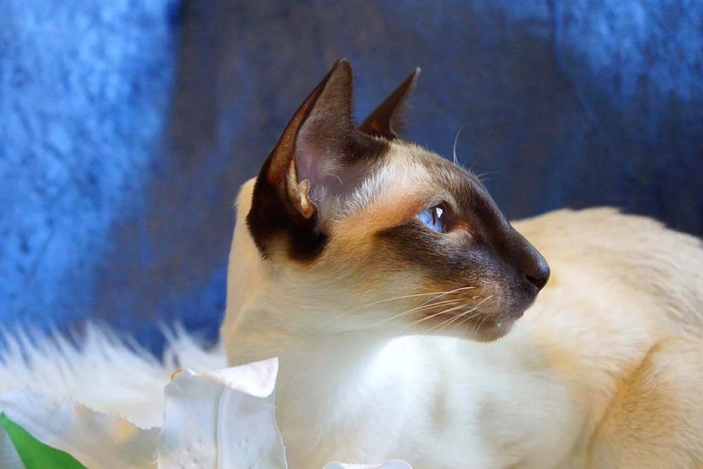 Rosto fino e alongado: mais algumas características do gato Siamês puro.