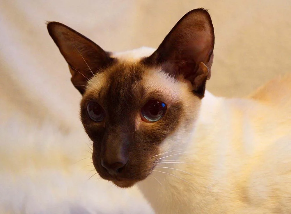Brilhantes olhos azuis são características do Gato Siamês.