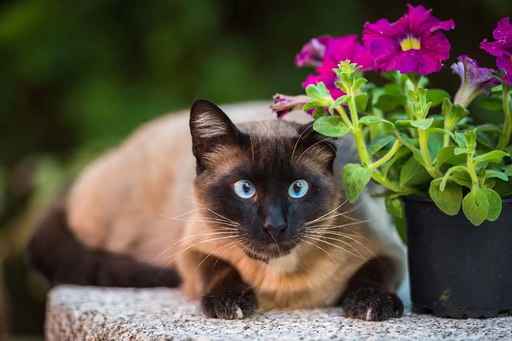 Imagens de gatos Siamês mostram que eles são tão curiosos quanto os Sialatas