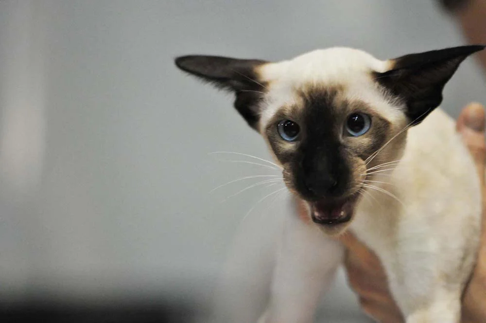 Imagem: gato Siamês com orelhas escuras e super pontudas vai te conquistar!