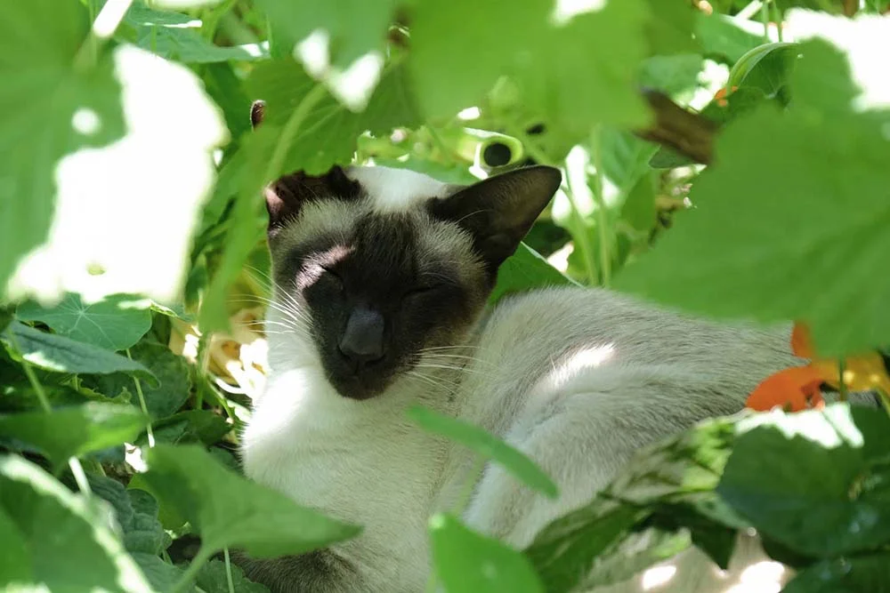 Foto: gato Siamês gosta de quintais com plantas