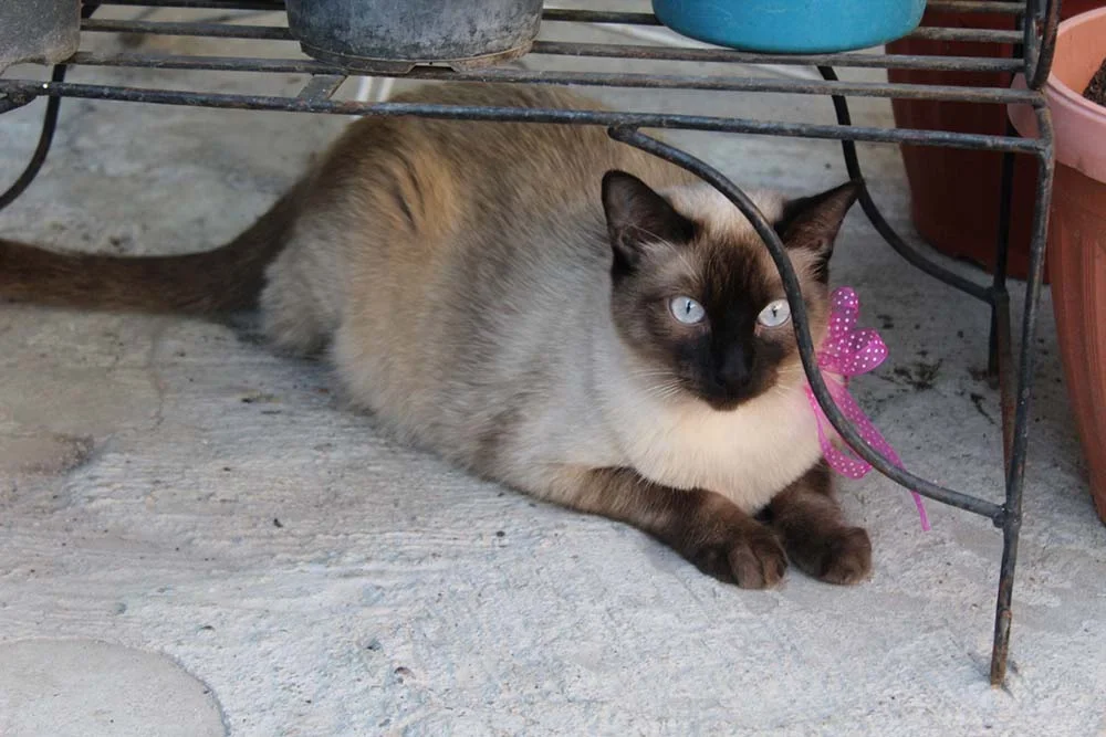 Uma linda Sialata adulta com características do gato Siamês.