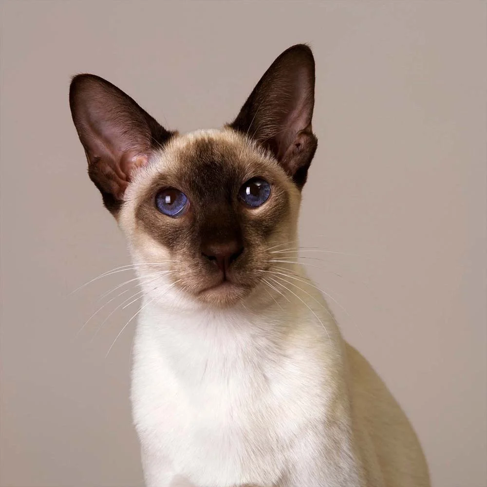 Imagens de gato Siamês e gato Thai: raças orientais são bem parecidas!