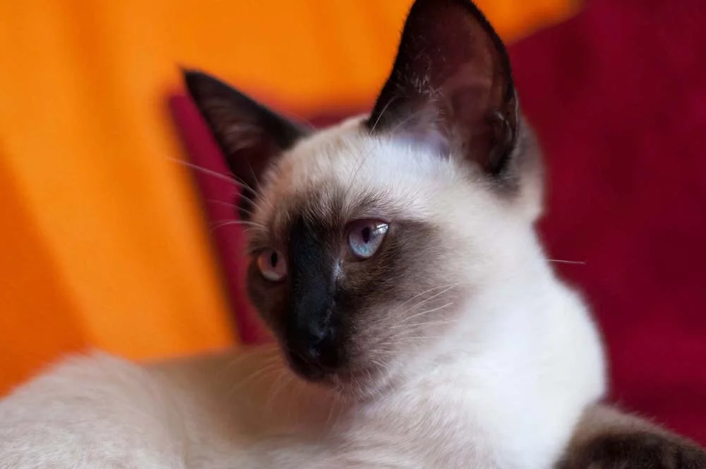 Características do gato Siamês que o Sialata também tem: são observadores e tranquilos.