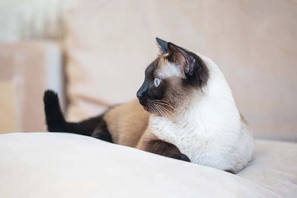 As cores do gato Sialata são as mesmas do gato Siamês: branco, preto e castanho