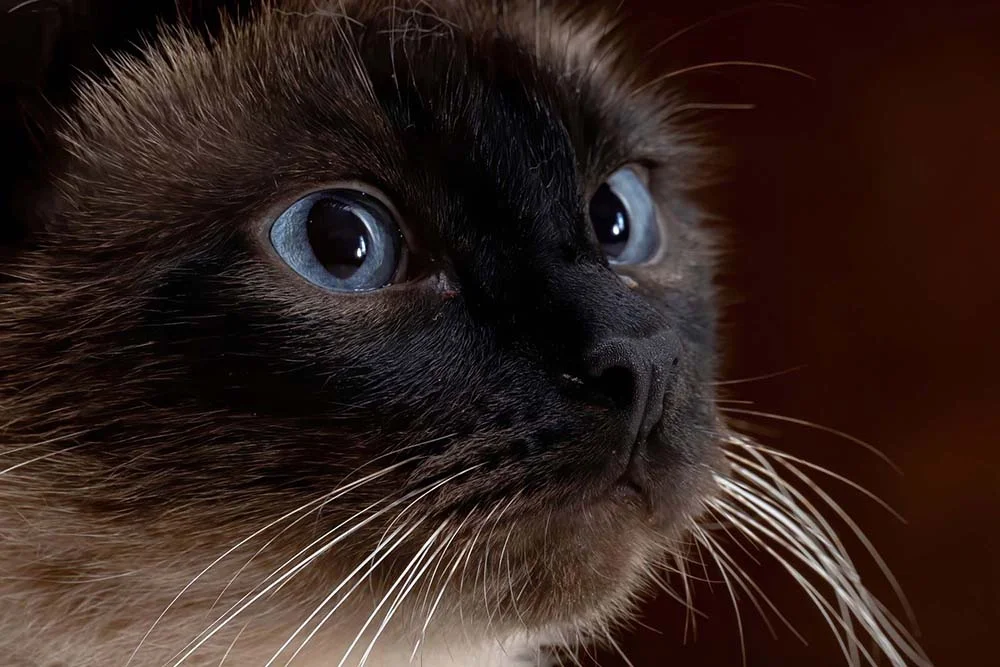 Foto de gato Siamês ou Sialata? Já aprendeu a diferenciá-los?