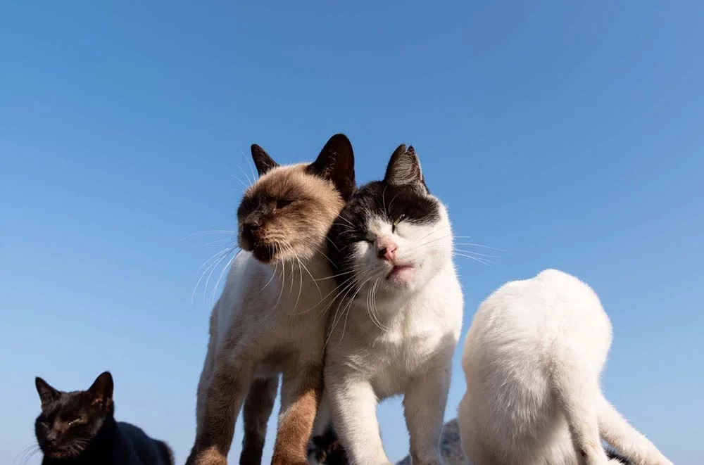 Assim como os exemplares da raça de gato Siamês, os gatos Sialatas também são sociáveis.