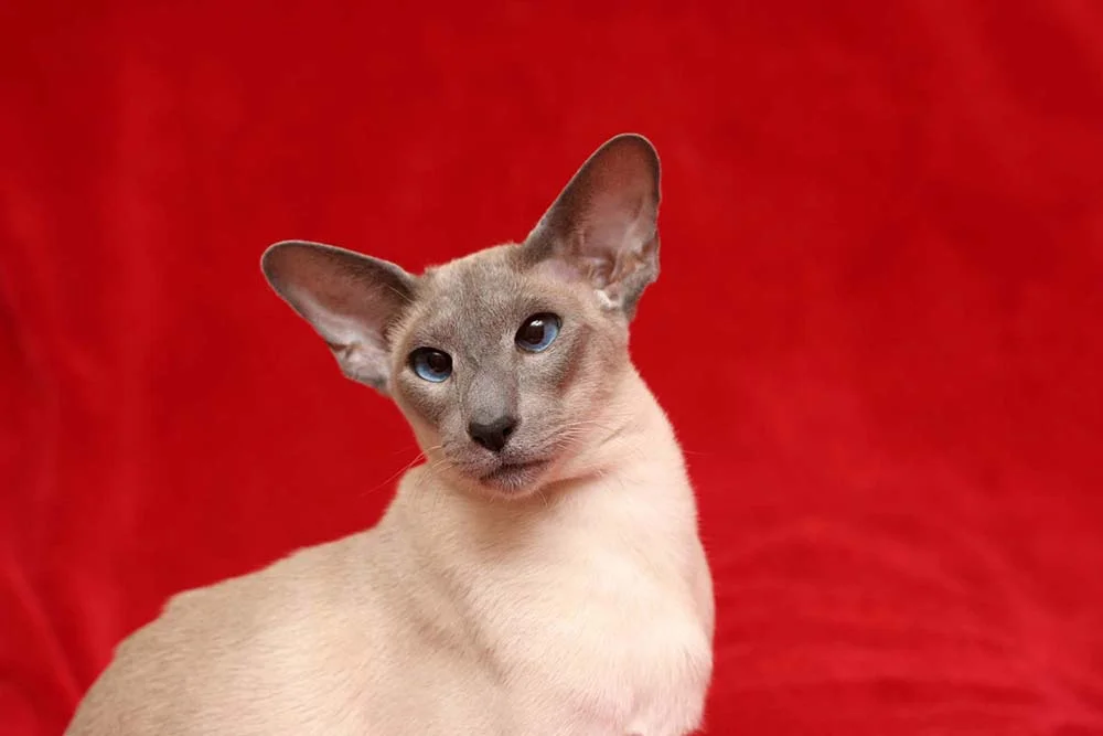 Imagem de gato Siamês original: orelhas grandes, focinho curto e olhos vesgos.