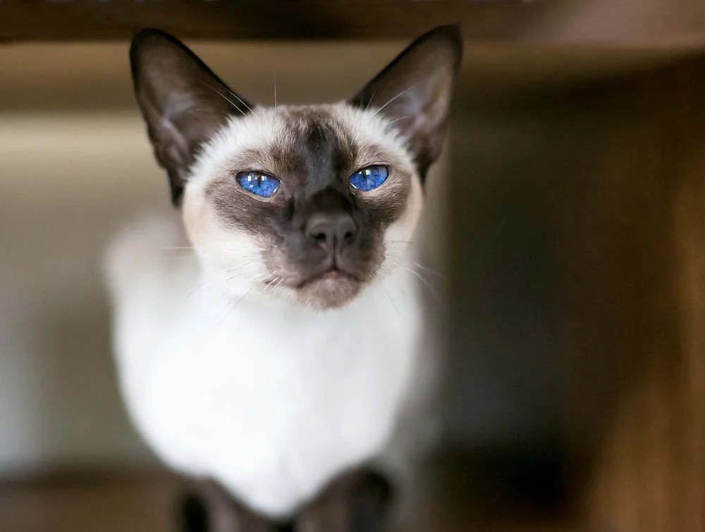 O gato Sialata e seus olhos azuis, como os da raça de gato Siamês, são encantadores.