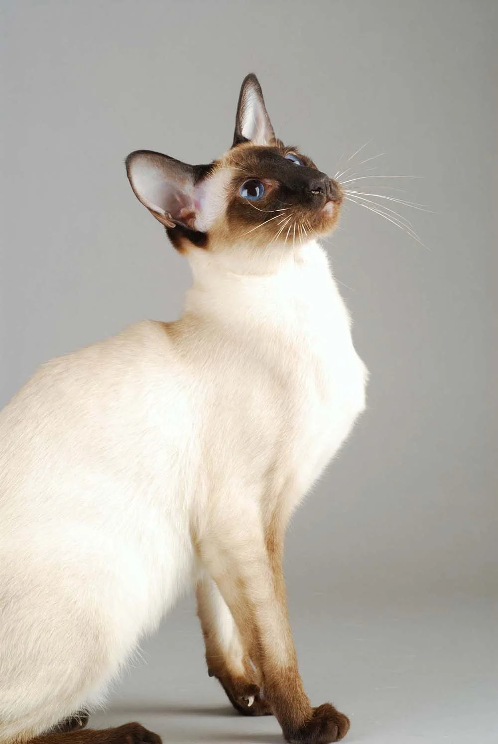 Foto de gato Siamês: um elegante modelo!