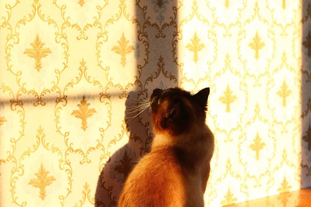 Raça de gato Siamês, com ou sem pedigree, também ama um sol!