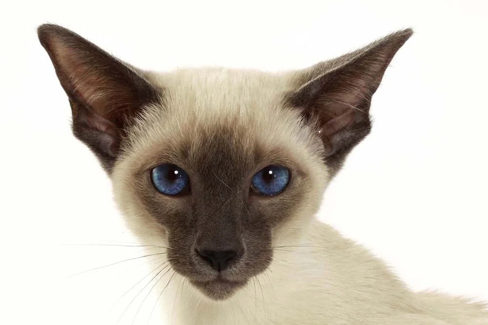 Gato Siamês: fotos mostram também suas orelhas empinadas e pontudas